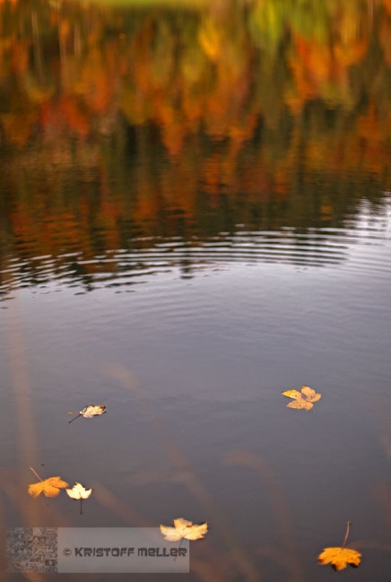 Schwimmende Blätter